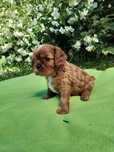 Cavalier king charles spaniel Śliczna Sunia