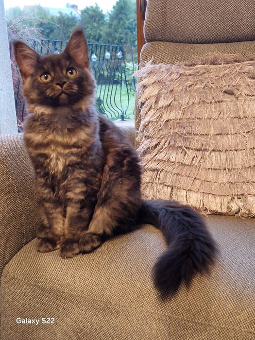 Kotka Maine Coon