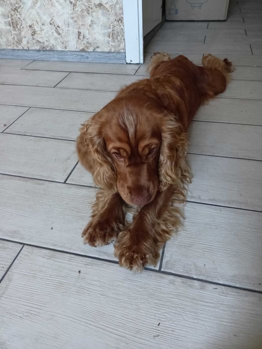 Англійський спаніель, шукає дбайливі ручки