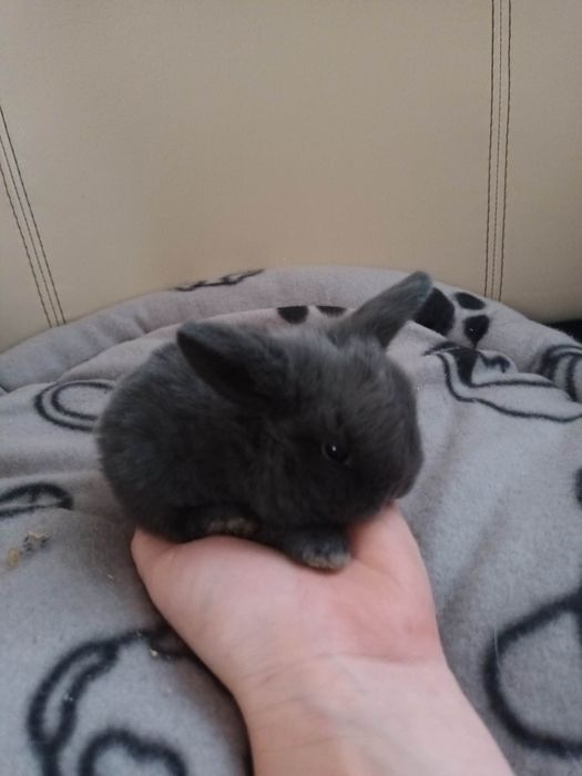 Mini lop króliczki miniaturki
