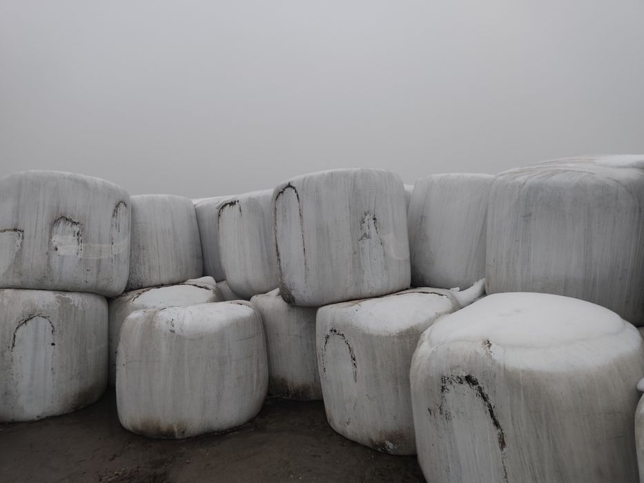 Sianokiszonka z kończyny