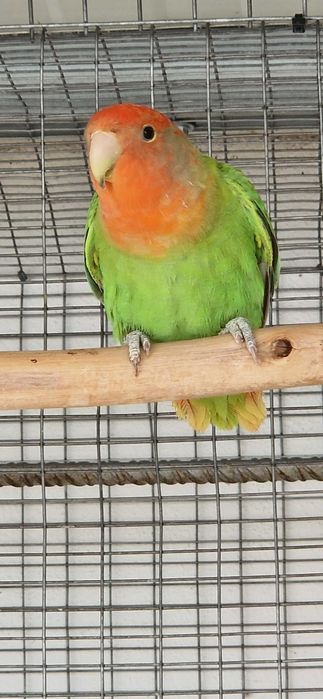 Roseicollis longfeather