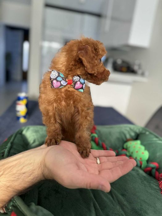 ROCCO  Maltipoo f1b mama Maltipoo tata Pudel toy o wyglądzie pudla TOY