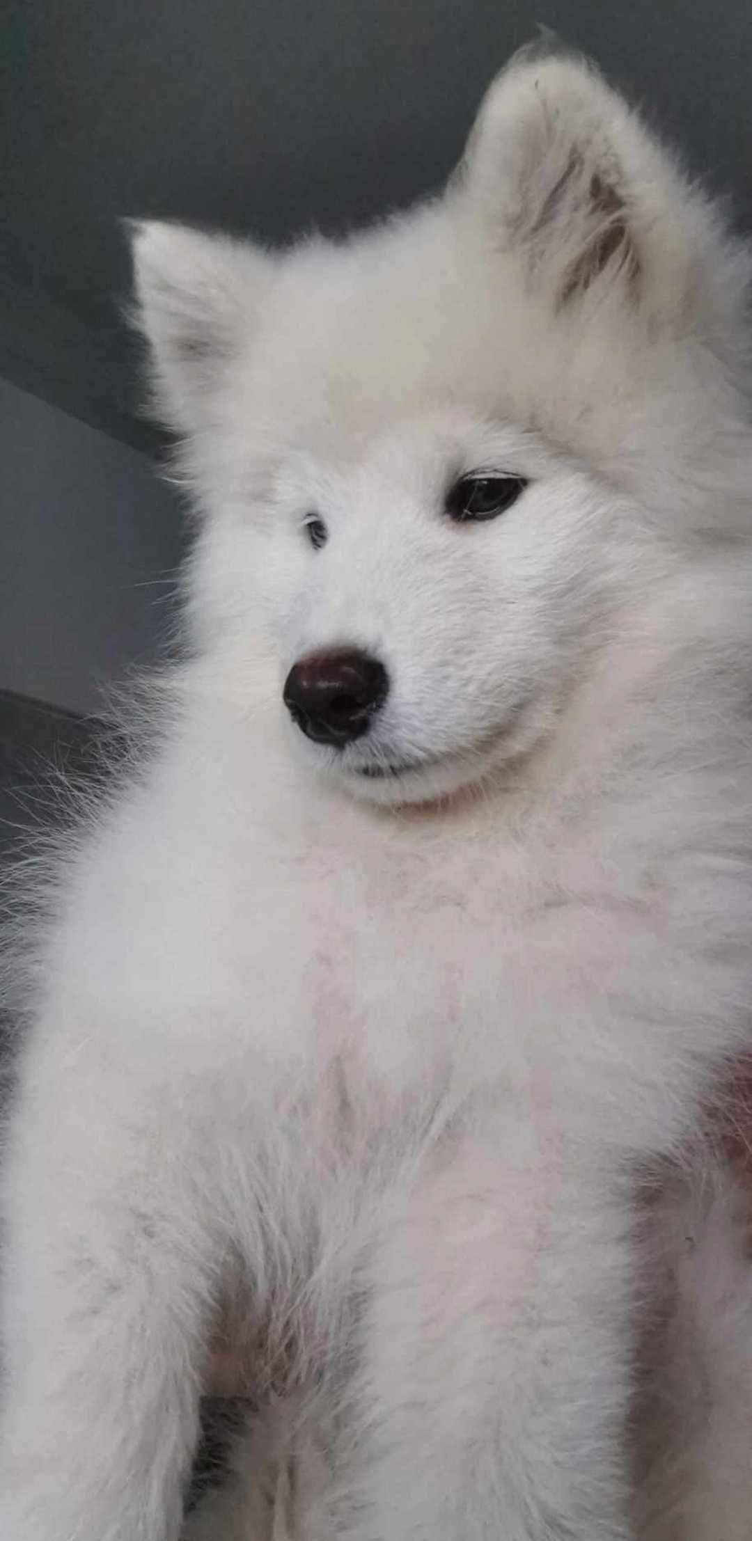 Samoyed 100% z rodowodem szczenię samoyed samiec samoyed