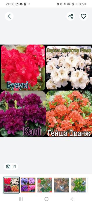 Сакури трирічні( рододендрони, бузки)