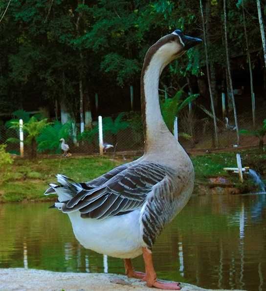 Ovos Ganso Sinaleiro Africano