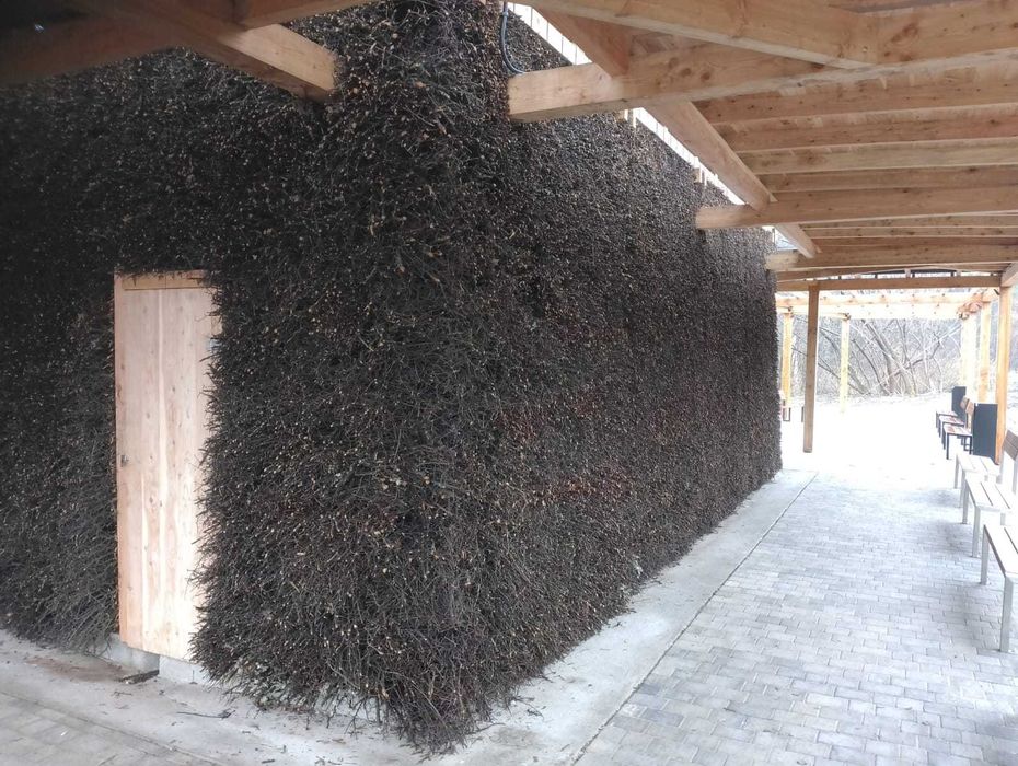 tężnia tarnina gałęzie