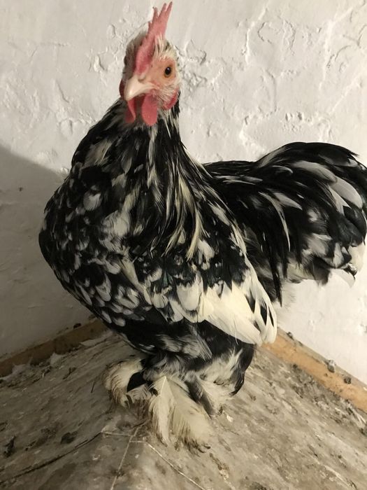 Продам півні мрамурні