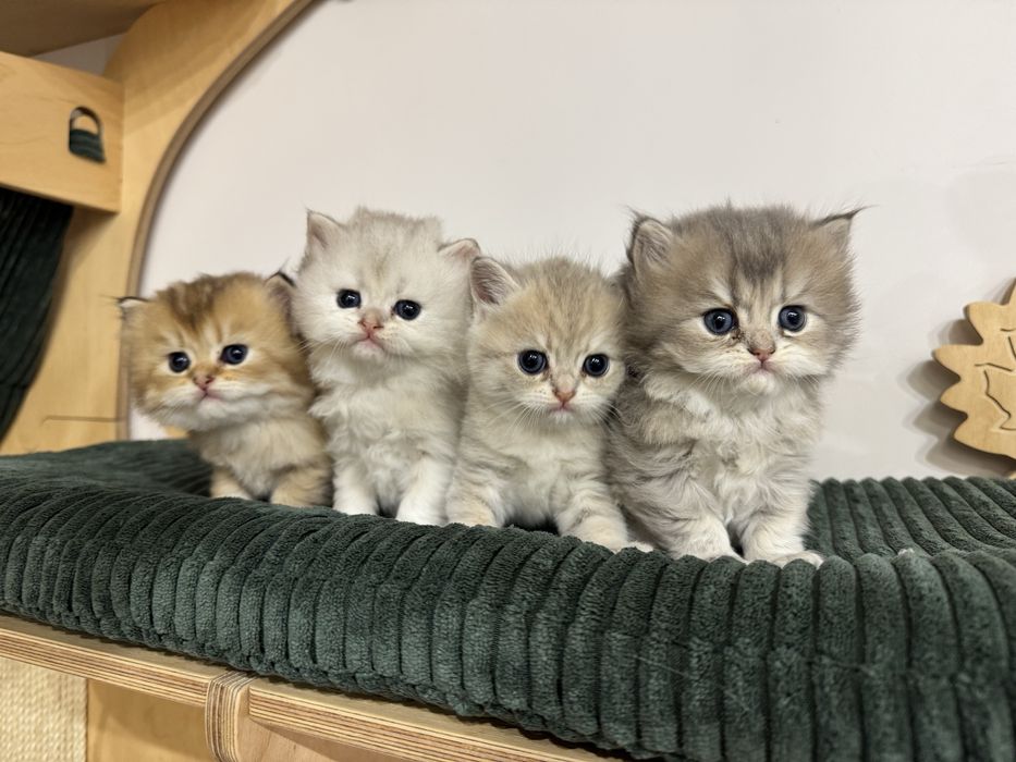 Kot brytyjski kotka FIFe FPL prawdziwy rodowód gwarancja zdrowia