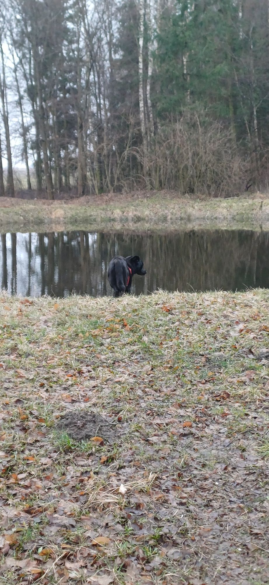 Sana w typie labradora szuka kochającego człowieka