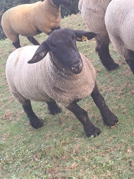 Ovelhas suffolk  certificadas