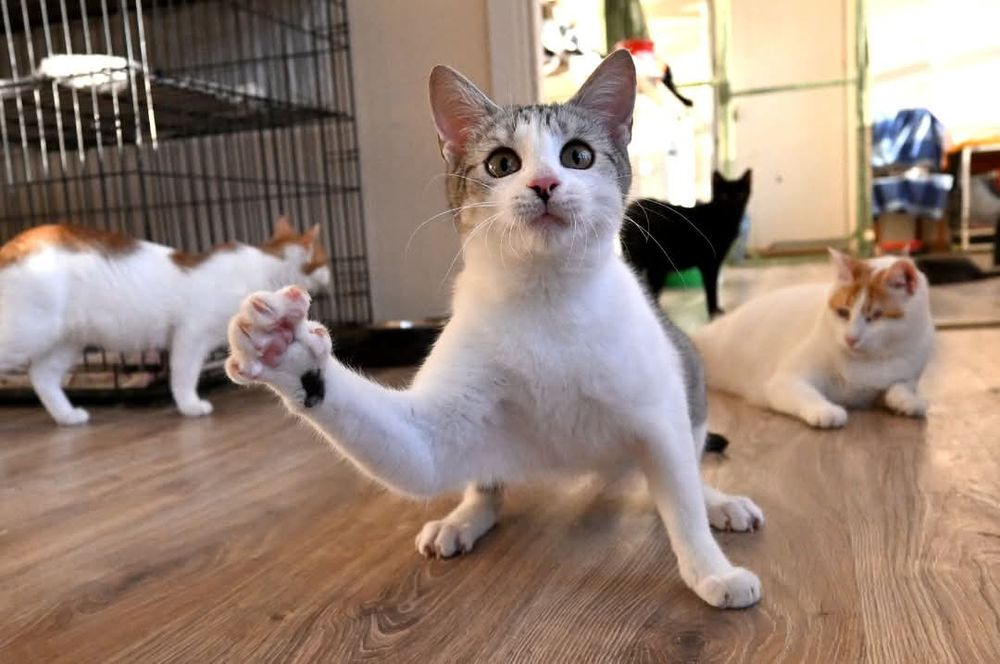 Energiczna kotka Layla szuka kochającego domu