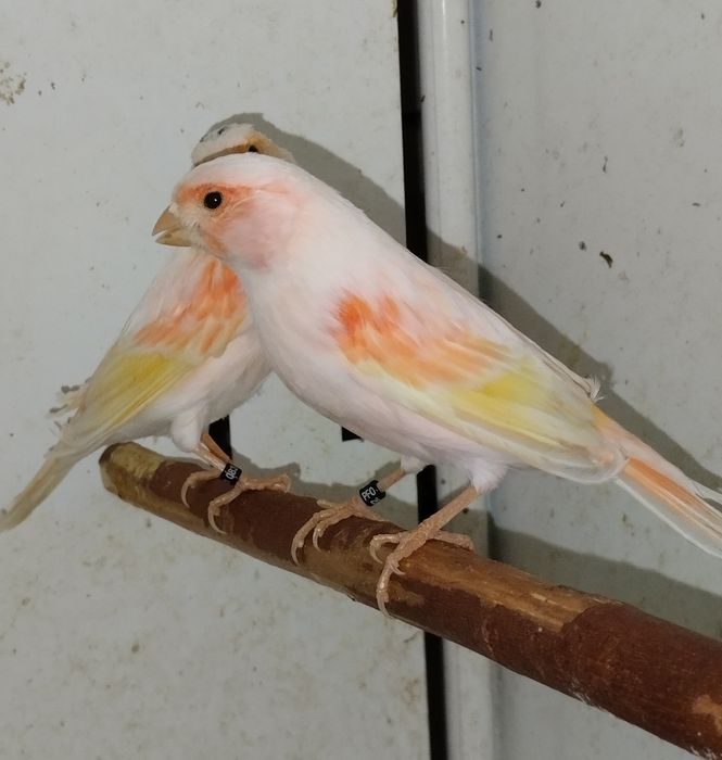 Samce kanarki czerwone i mozaiki