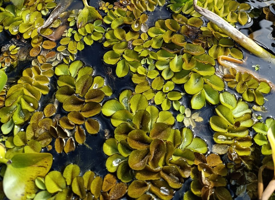 Planta flutuante para aquário ou lago