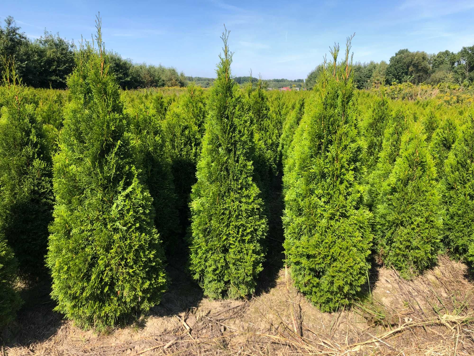 Tuja szmaragd, tuje od 80 do 250 cm! Thuja brabant do 270!