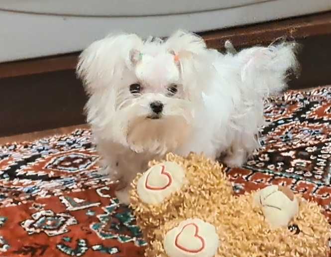 Крохотный мальчик мальтезе в современном корейском типе.