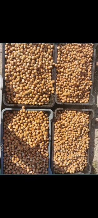 Orzechy laskowe 5kg