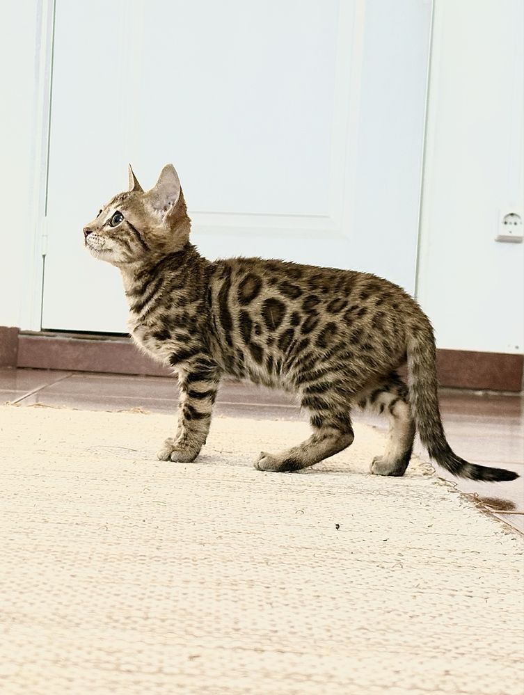 Gato Bengal c/pedigree e afixo