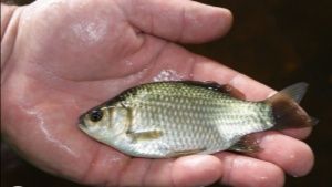 Żywiec (Karaś srebrzysty)