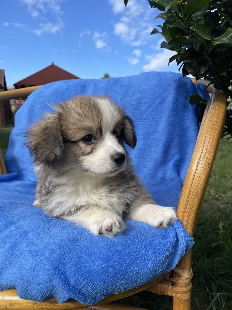 Welsh Corgi Pembroke dziewczynka Fluffy