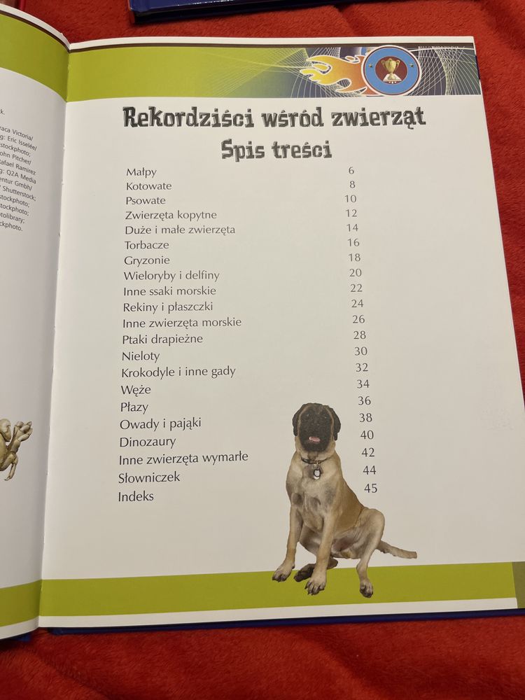 Zestaw kduazek konie zwierzeta wulkany ziemia