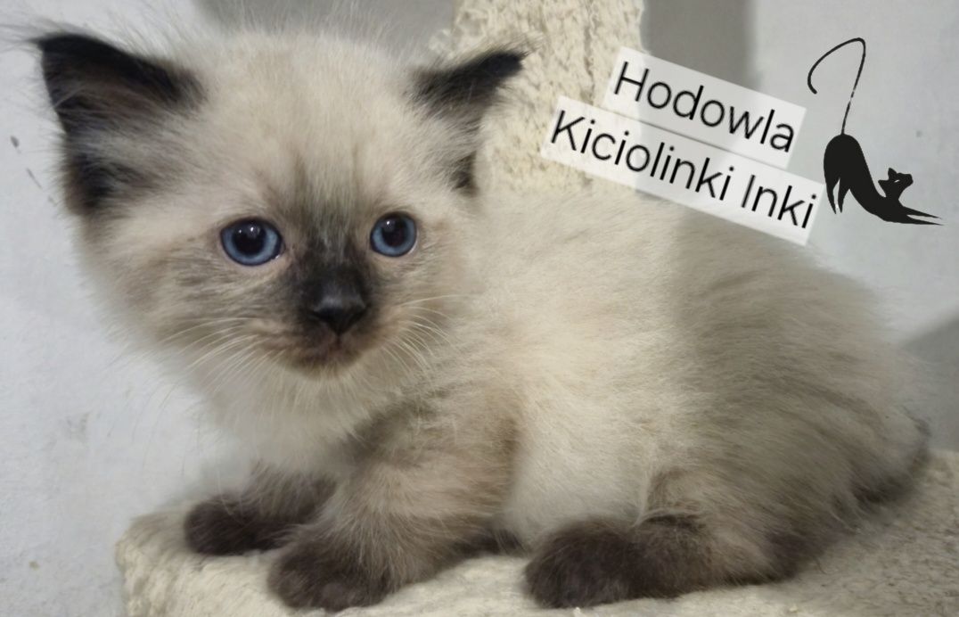 Kocurek Ragdoll FPL- gotowy do zmiany domku