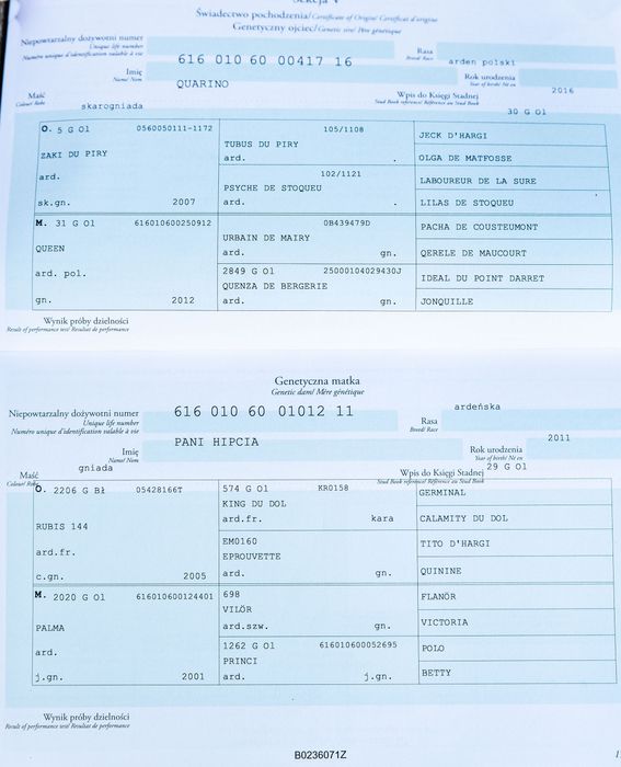 Sprzedam klacz rasy Arden Polski