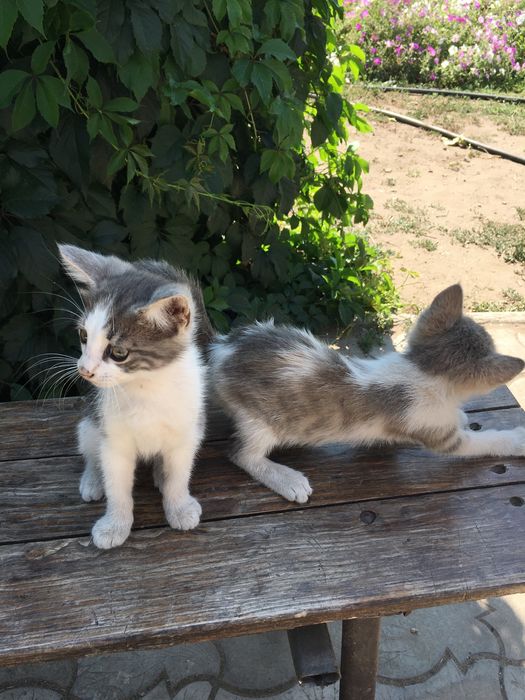 Кошенята шукають хорошу родину