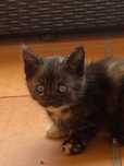 Gatinho bebé para oferecer preto e manchas amarelas