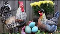 Pintos e ovos cream legbar