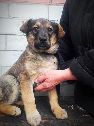 Подарую гарних цуценят