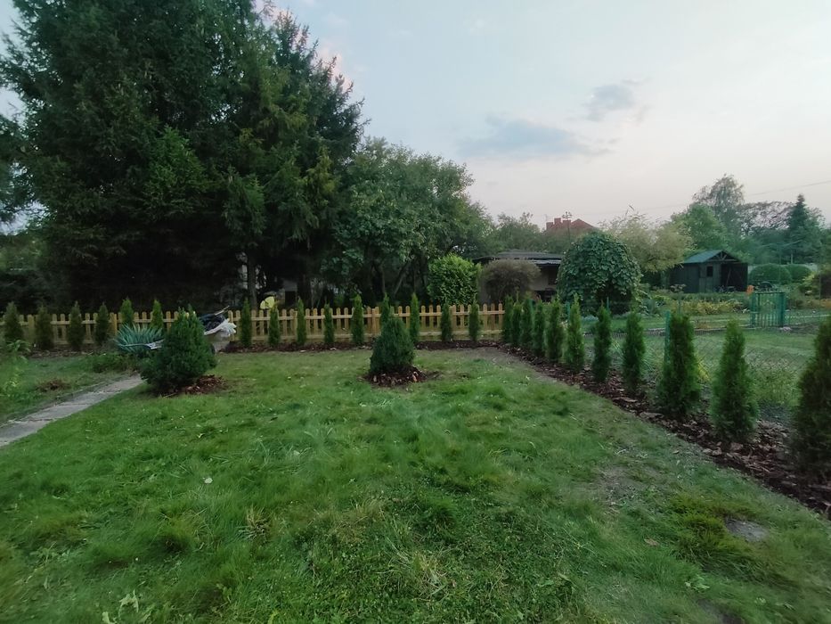 Kora sosnowa z transportem