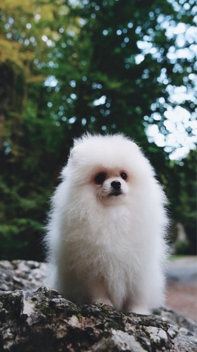 Предлагается к продаже очаровательный  щенок померанского шпица