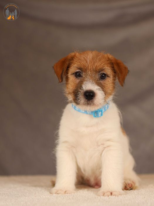 Jack Russell Terrier ZKwP FCI po Championie PL