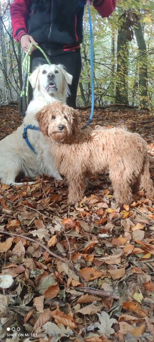 Suczka goldendoodle red