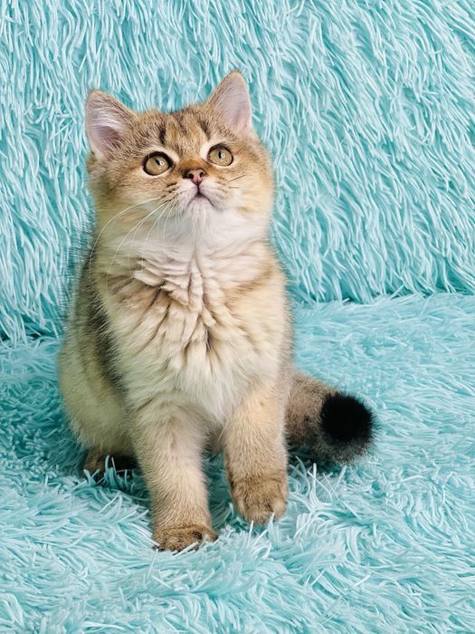 Британська золота шиншилла