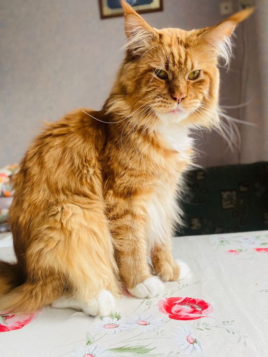 Кошеня породи Мейкун.Грайлива,триколірна дівчинка!