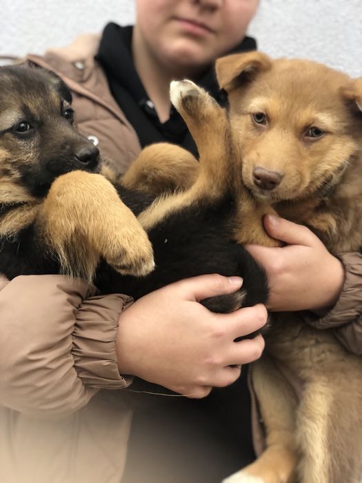 Німецька вівчарка 2 дівчинки