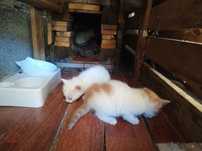 Gatinhos para adoção