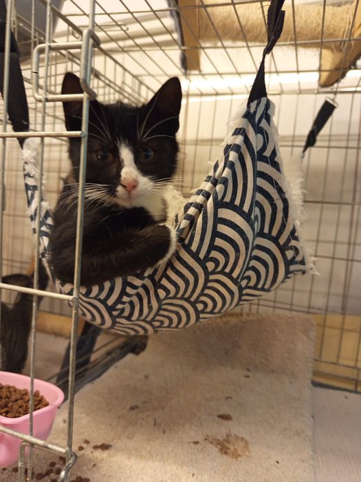 Dwaj bracia szukają domu niewychodzącego