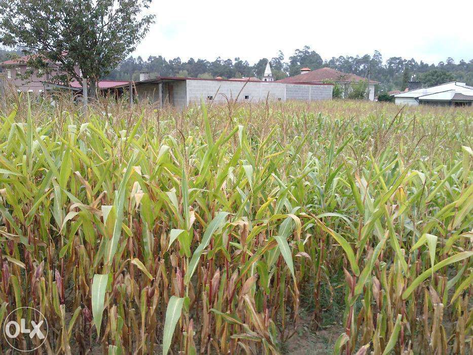 Vendo Terreno (campo) Guisande Santa Maria da Feira