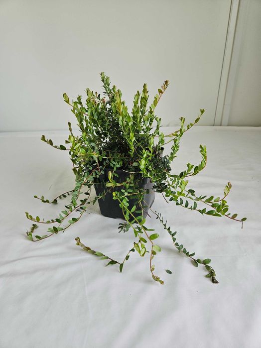 Żurawina wielkoowocowa (Vaccinium macrocarpon)