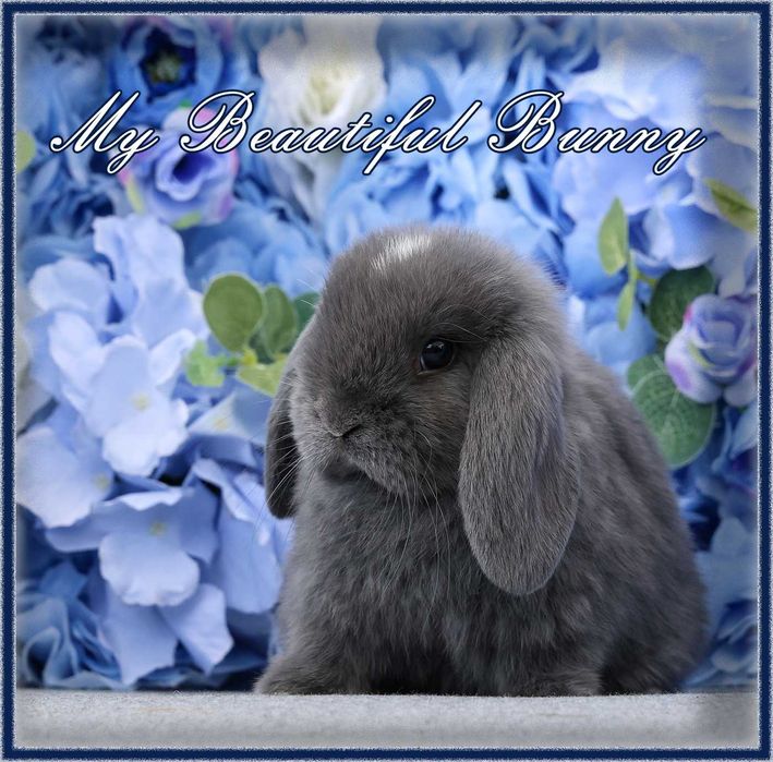 Piękny Królik Mini Lop - Niebieski
