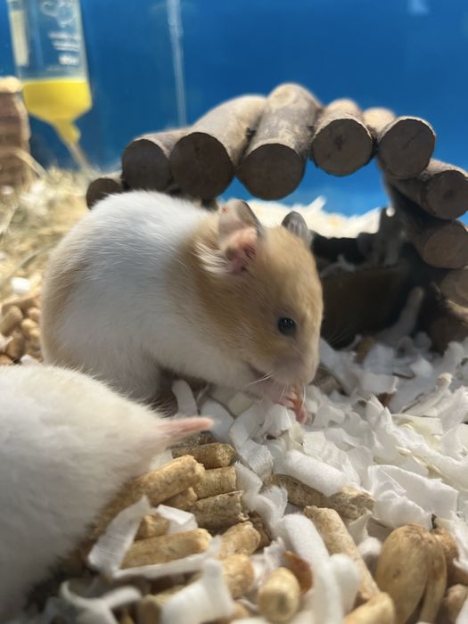 Chomiki syryjskie (chłopcy) Aqualife