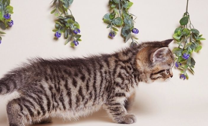 Продам шикарного котенка