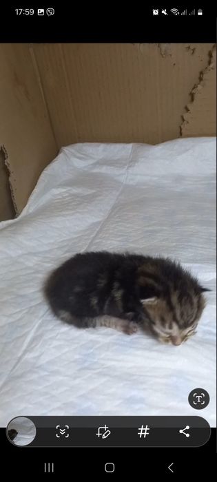 Красивые маленькие котята