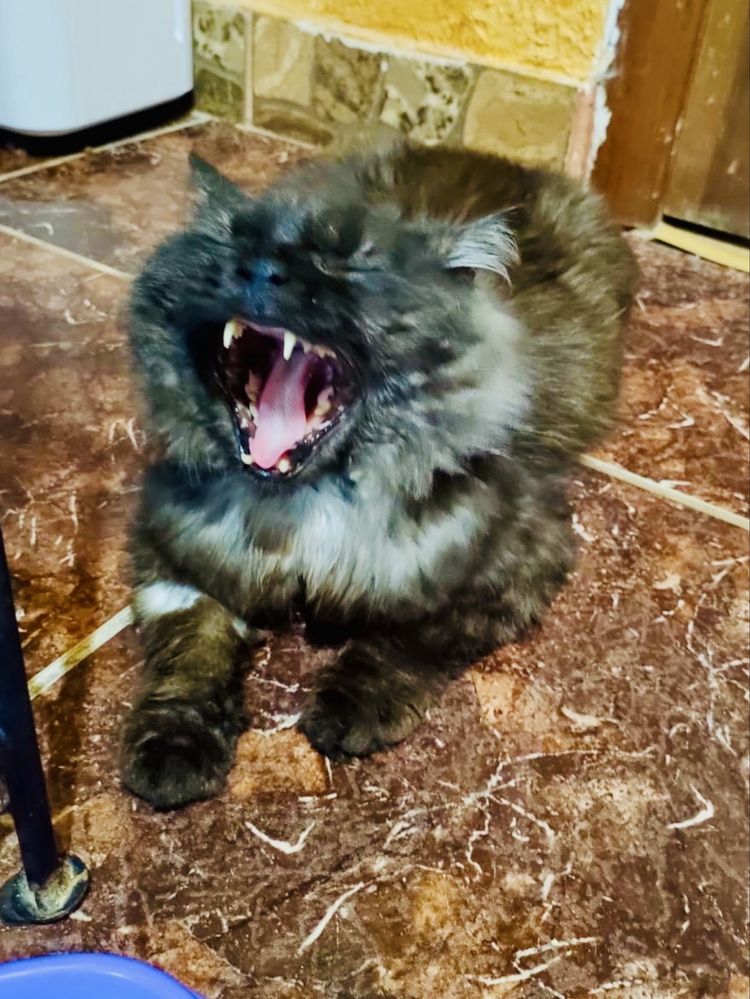 Котик молодий,ручний,кастрований,має всі вакцини