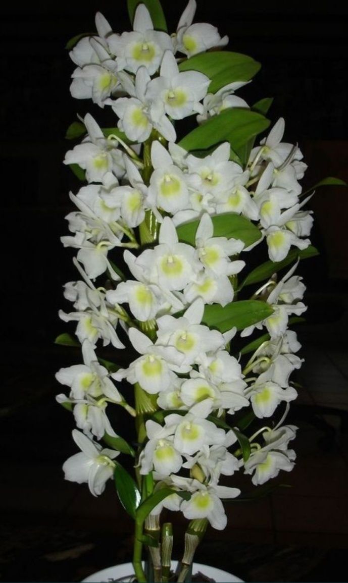 Дендробиум Цветущий Орхідея Всі сорти На подарок
