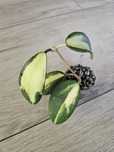 Hoya acuta variegata (White)