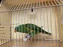 Loris chlorolepidotus